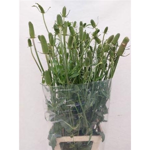 Dipsacus (kaardebol)