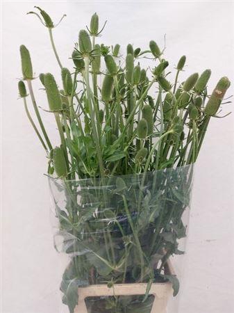 <h4>Dipsacus (kaardebol)</h4>