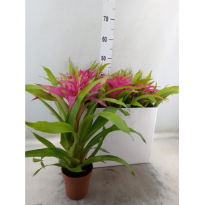 Guzmania  'Deseo Pink'