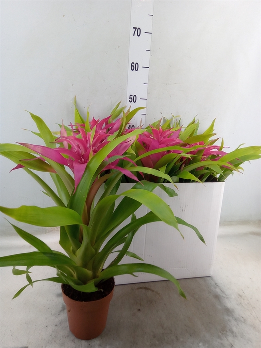 <h4>Guzmania  'Deseo Pink'</h4>