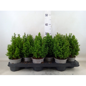 Chamaecyparis thyo. 'Alpica'