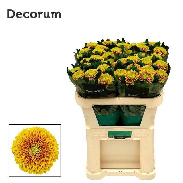 <h4>Chr G Tropicana Arcadia</h4>