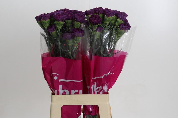 Dianthus St Cobalt Thrill