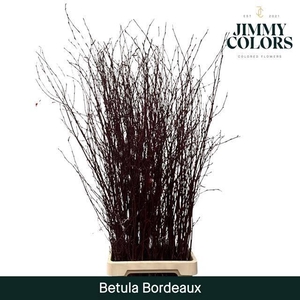 Betula paint bordeaux