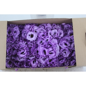 LISIANTHUS FLOR ABC 2 LAVENDER LILAS