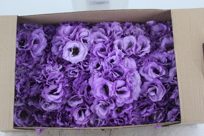 <h4>LISIANTHUS FLOR ABC 2 LAVENDER LILAS</h4>