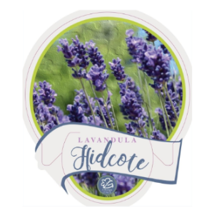 Lavandula stoechas