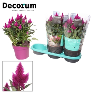 Celosia 'Deep Purple' with sleeve P19| Decorum