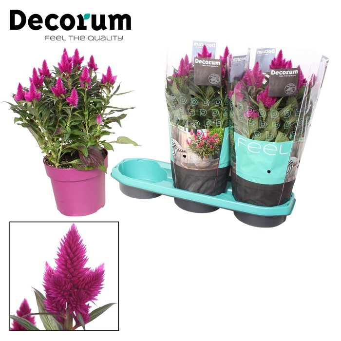 <h4>Celosia 'Deep Purple' with sleeve P19| Decorum</h4>