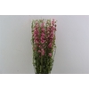 Dried Delphinium Pink Extra Bunch