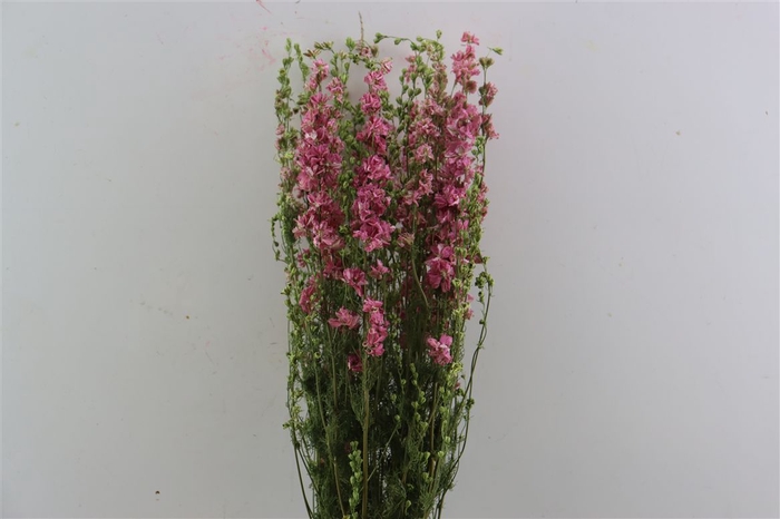 Dried Delphinium Pink Extra Bunch