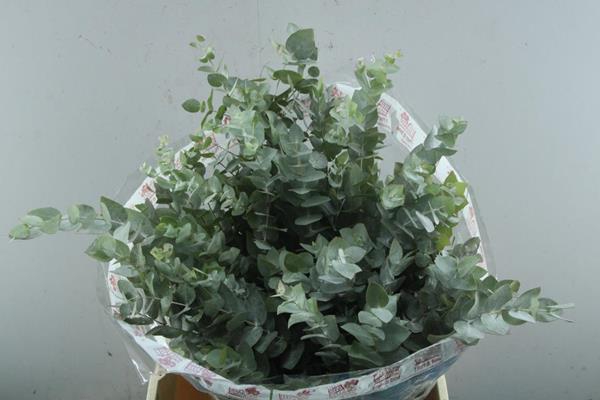 <h4>Euca Cinerea P Bos</h4>