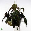 Philodendron scan. Micans