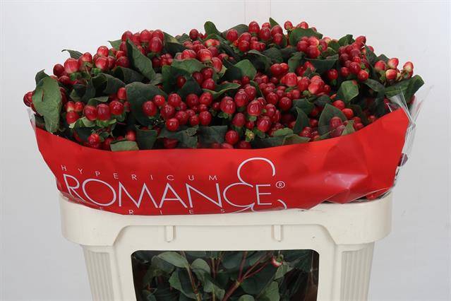<h4>HYP TRUE ROMANCE</h4>