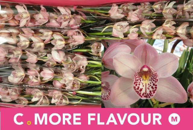 <h4>CYMB MI IRENE</h4>