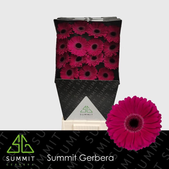 <h4>Gerbera Kareem Diamond</h4>