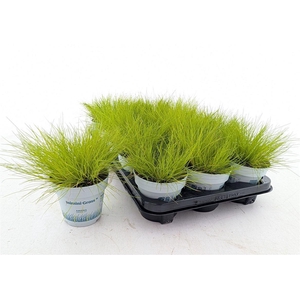 Deschampsia flexuosa Amilime
