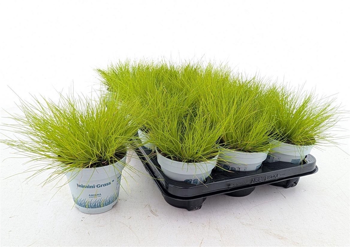 <h4>Deschampsia flexuosa Amilime</h4>