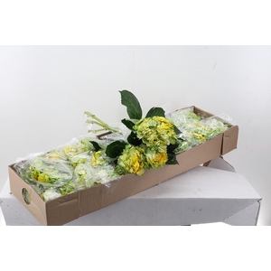 Hydr Citrine Sel Box