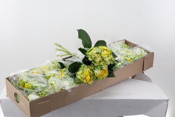 <h4>Hydr Citrine Sel Box</h4>