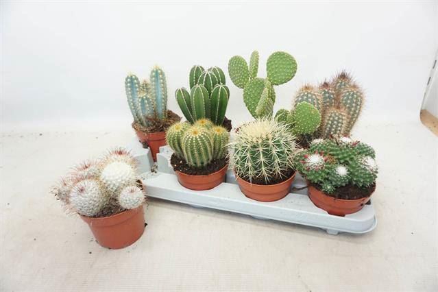 <h4>Cactus gemengd</h4>