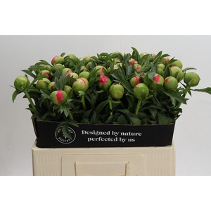 Paeonia Coral Sunset