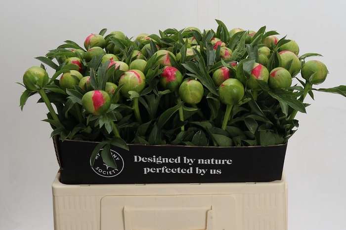 Paeonia Coral Sunset