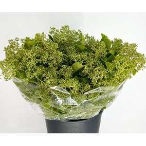 Viburnum Lucido Flowering Green