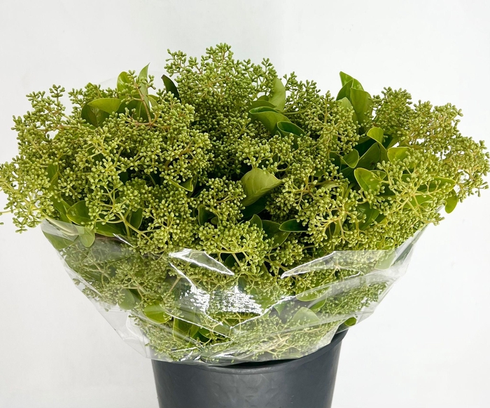 <h4>Viburnum Lucido Flowering Green</h4>