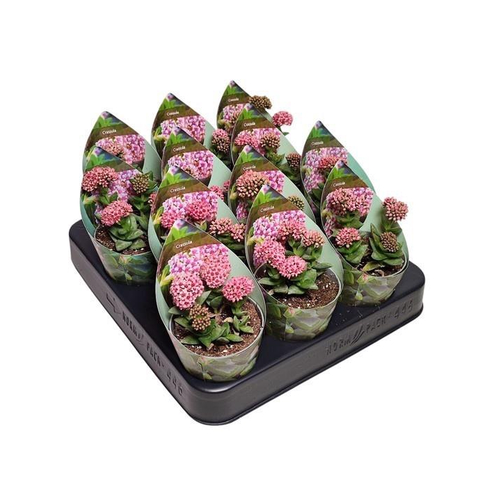 <h4>CRASS OVERIG</h4>