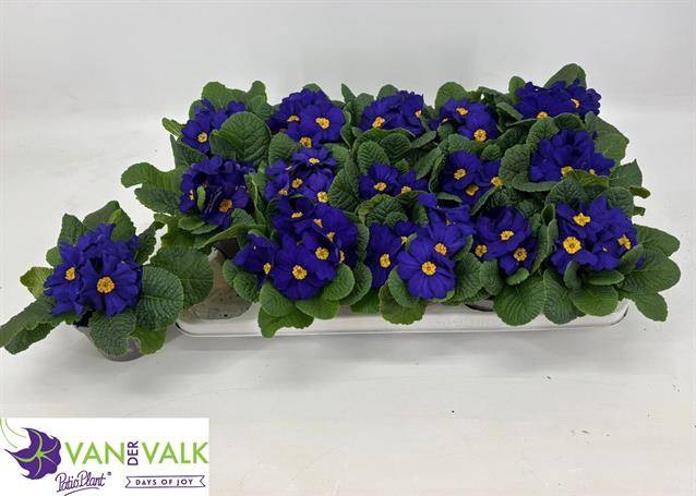 <h4>PRIMULA ACAULIS CAIRO BLUE</h4>