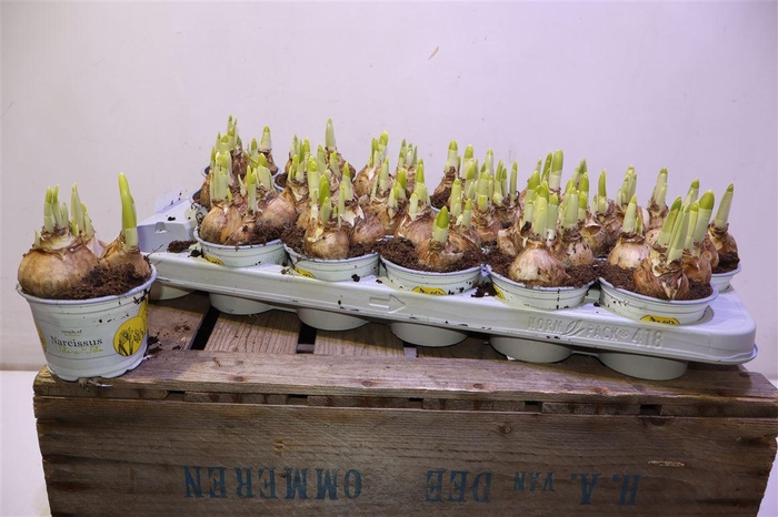 <h4>Narc O Tete A Tete</h4>