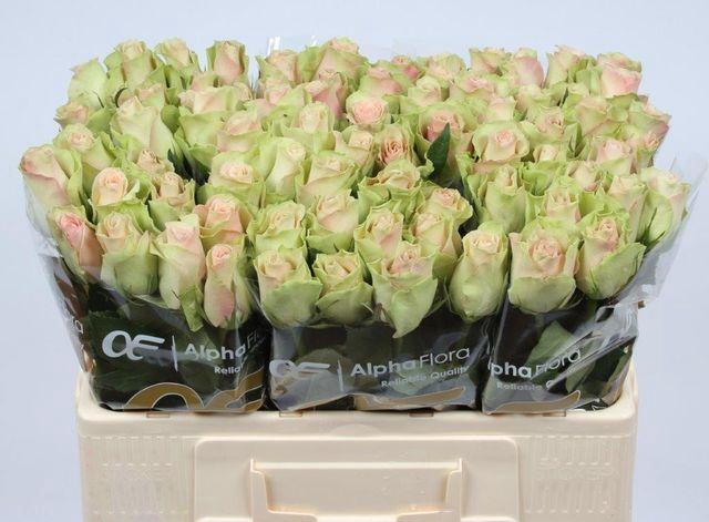 <h4>R GR LA BELLE</h4>