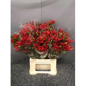 Capsicum Paprika Red