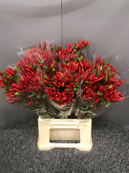 <h4>Capsicum Paprika Red</h4>