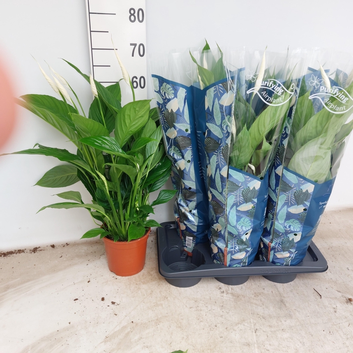 <h4>SPATH VIVALDI</h4>