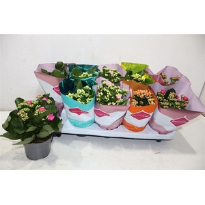 Kalanchoe Double Deluxe Mix