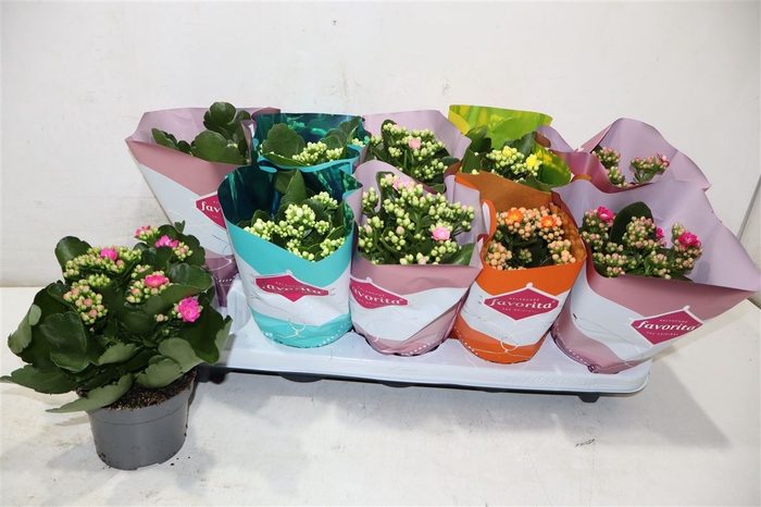<h4>Kalanchoe Double Deluxe Mix</h4>
