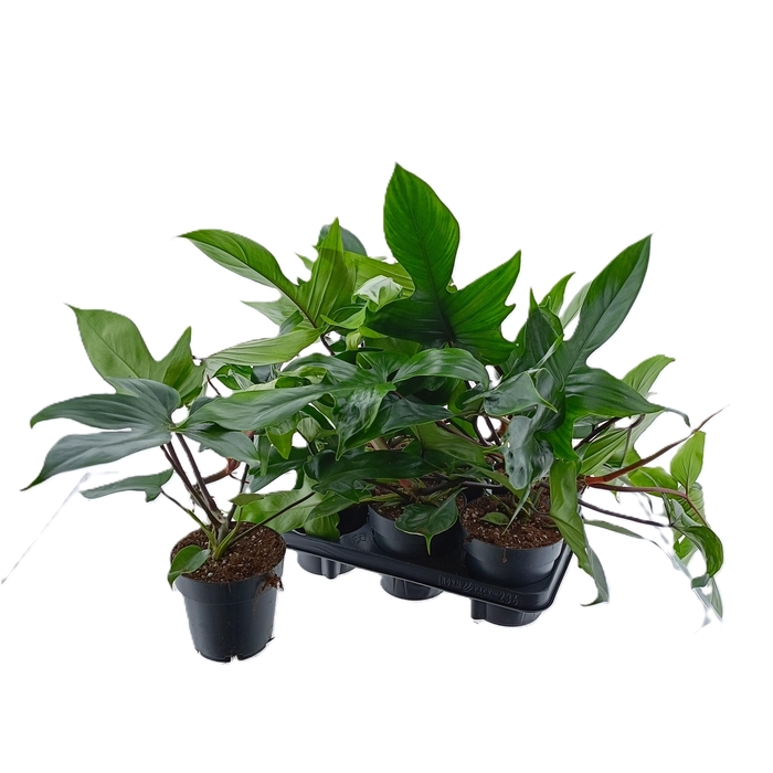 <h4>Philodendron Green Beauty 14Ø 30cm</h4>