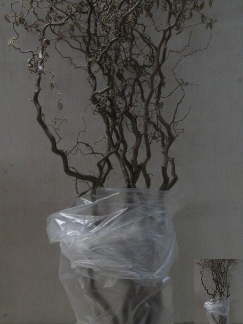 <h4>CORYL AV CONTORTA</h4>