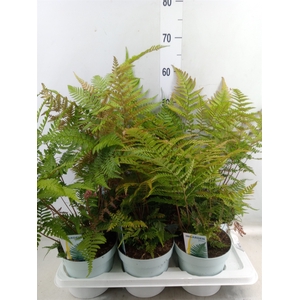 Dryopteris erythrosora