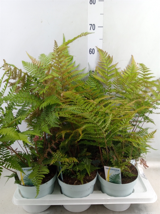 <h4>Dryopteris erythrosora</h4>