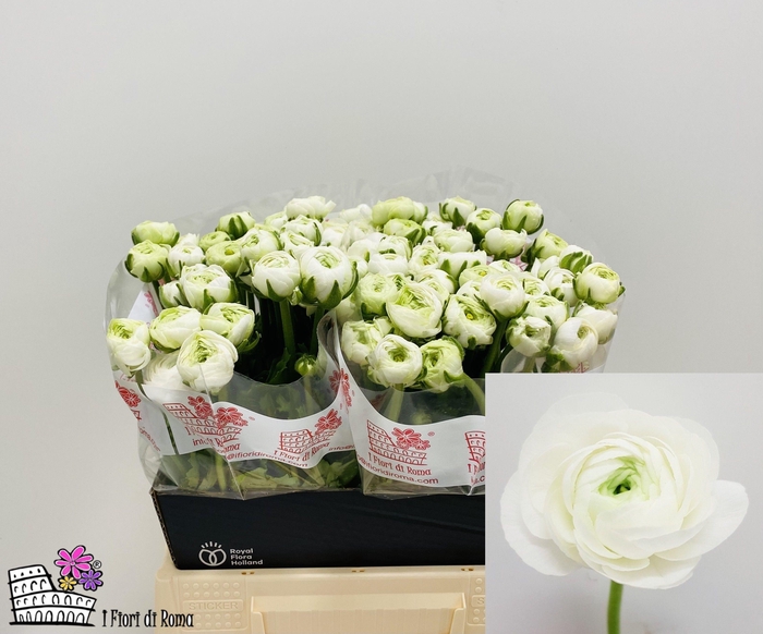 <h4>RAN DOLCEVITA WHITE</h4>