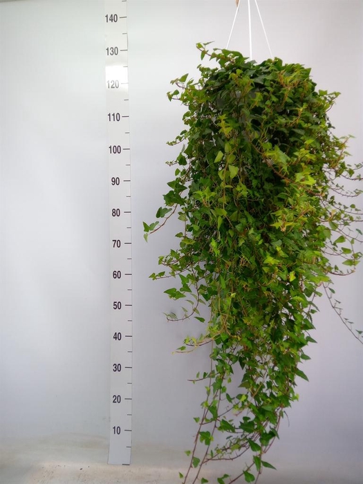 <h4>Hedera helix 'Anna'</h4>