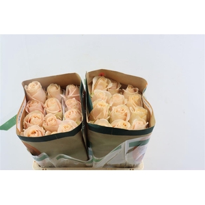 R Gr Perl Avalanche?+