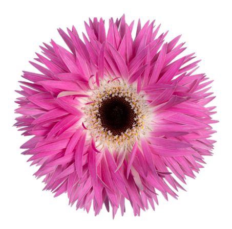 Gerbera Spider Stitch Diamond