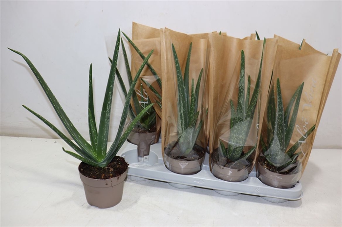 <h4>Aloe Vera</h4>