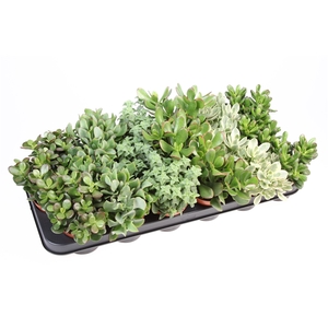 Crassula mix