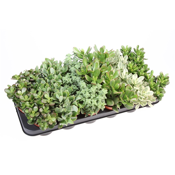 <h4>Crassula mix</h4>