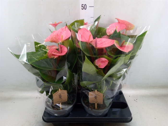 <h4>Anthurium andr. 'Sweet Dream'</h4>